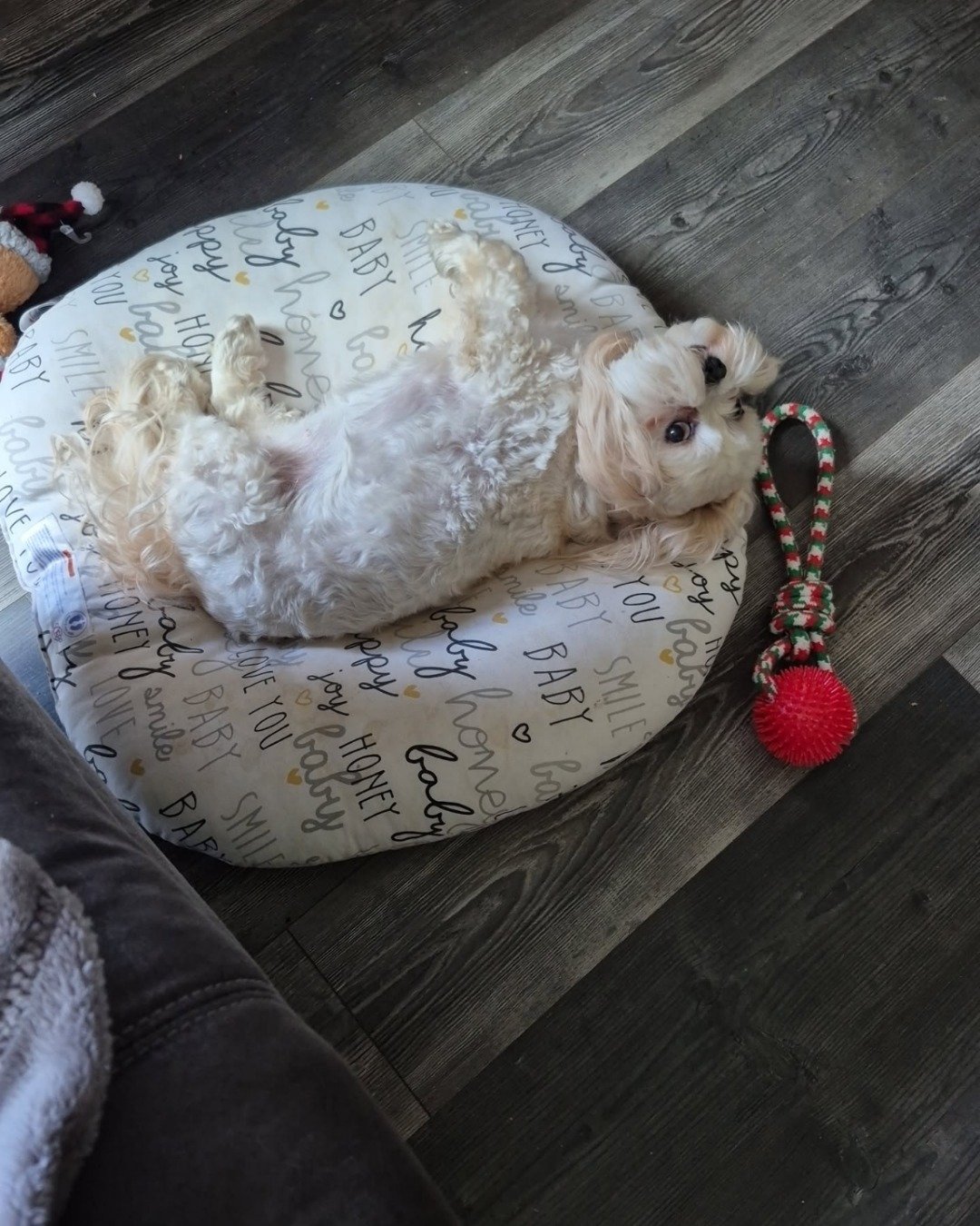 bambi the tedy bear. Furniture, Dog
