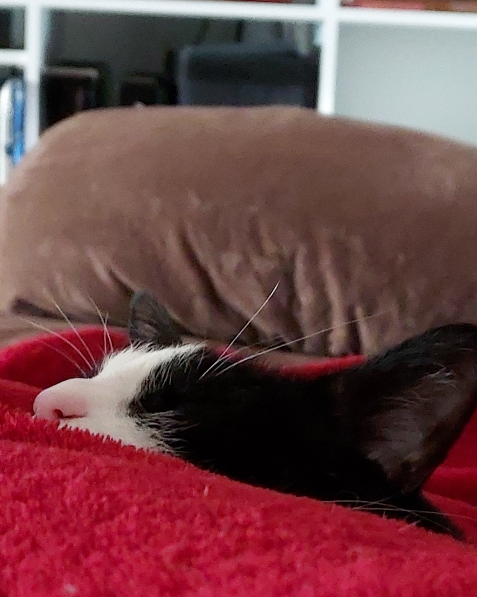 Nico di Angelo. Couch, Furniture, Cat, Chair