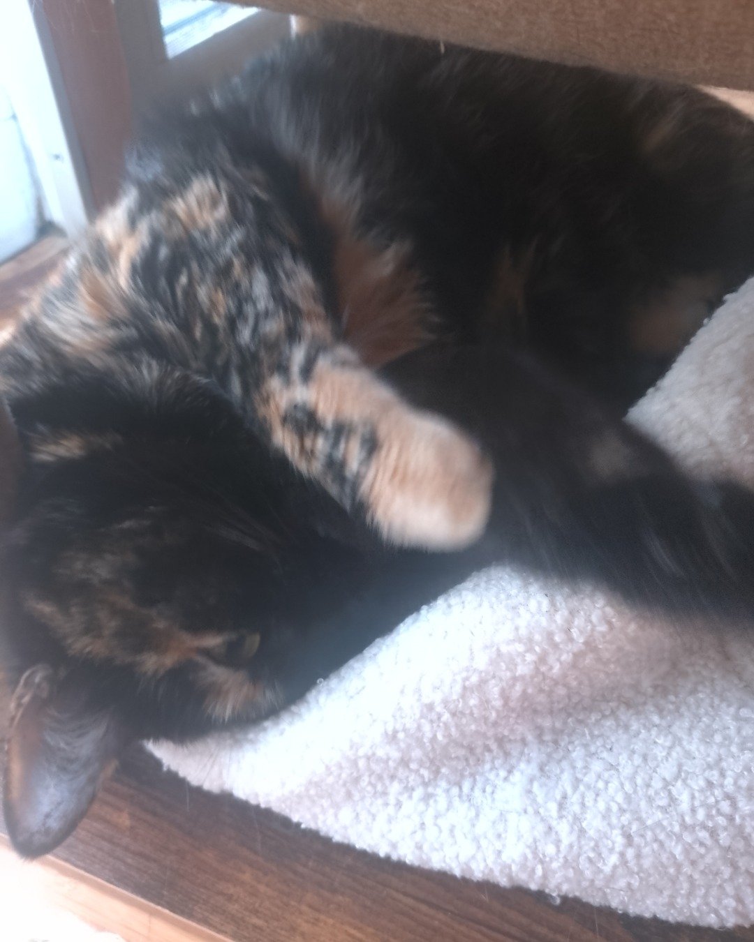 Candy (a.k.a. Angie) the American Shorthair. Person, Sleeping, Cat, Kitten, Indoors, Interior Design