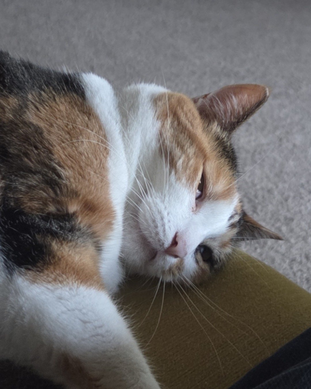 lily. Cat, Manx, Kitten, Person, Sleeping