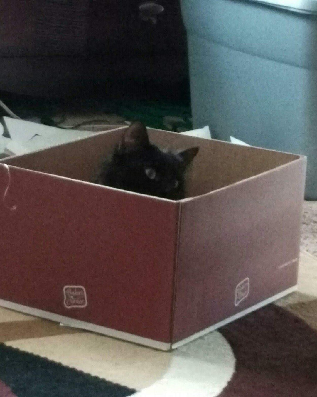Sylvester the Unsure. Box, Cat