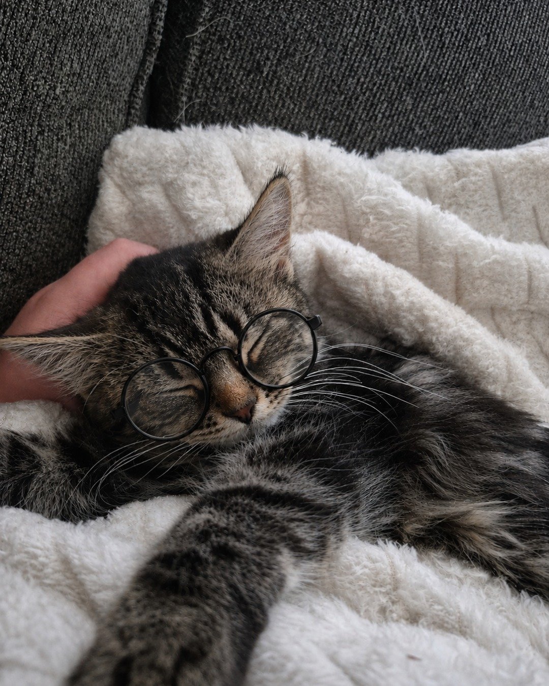 Noodle the Domestic longhair. Blanket, Cat, Kitten, Couch, Furniture