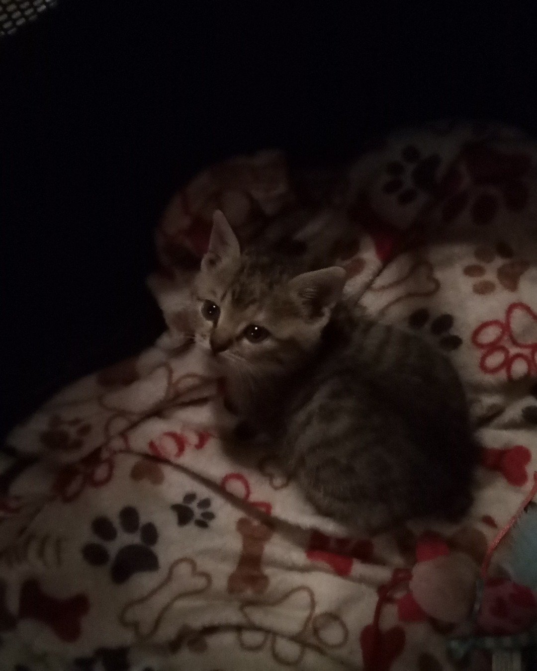 warrior. Cat, Kitten