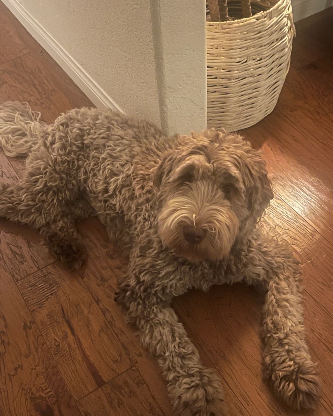 Poppy — Wood, Dog, Puppy, Hardwood, Floor, Flooring