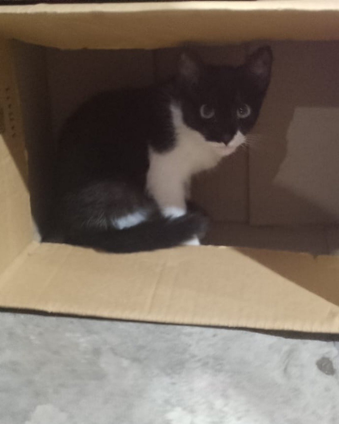 Silvestre. Box, Cat