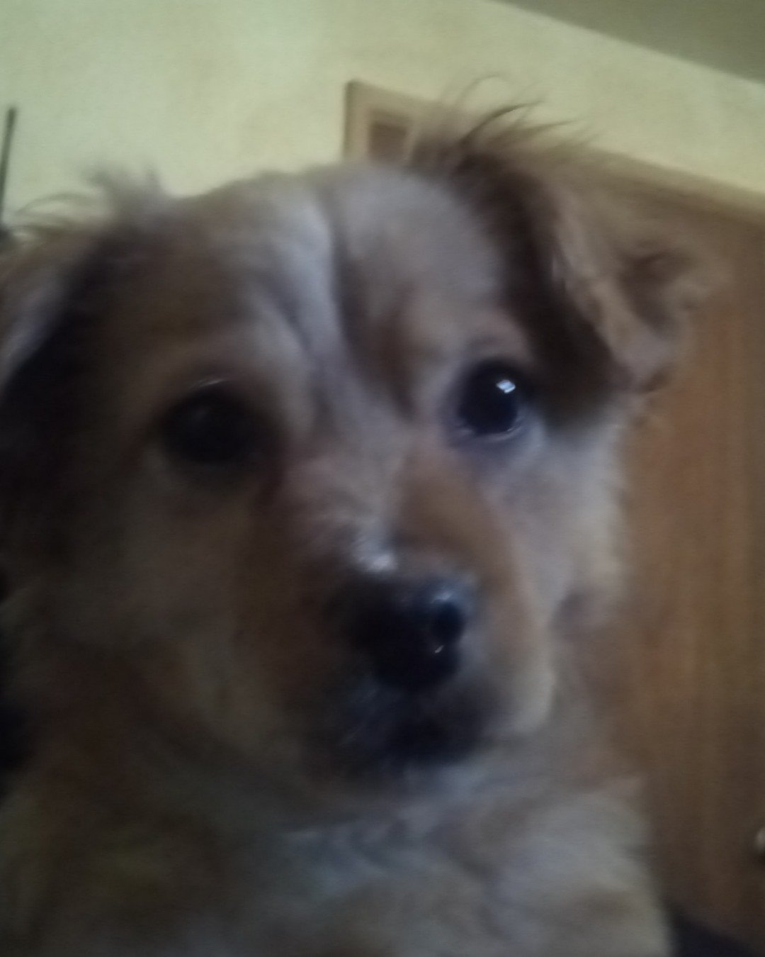 Yuri the PugZu. Dog, Puppy