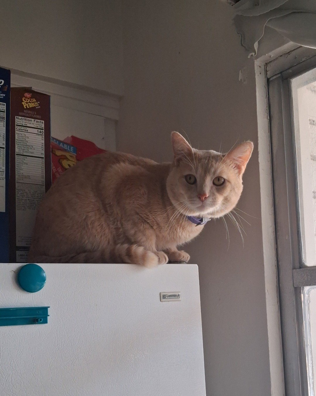 Cornbread the Pale cat or orange cat i don't know. Cat, Abyssinian