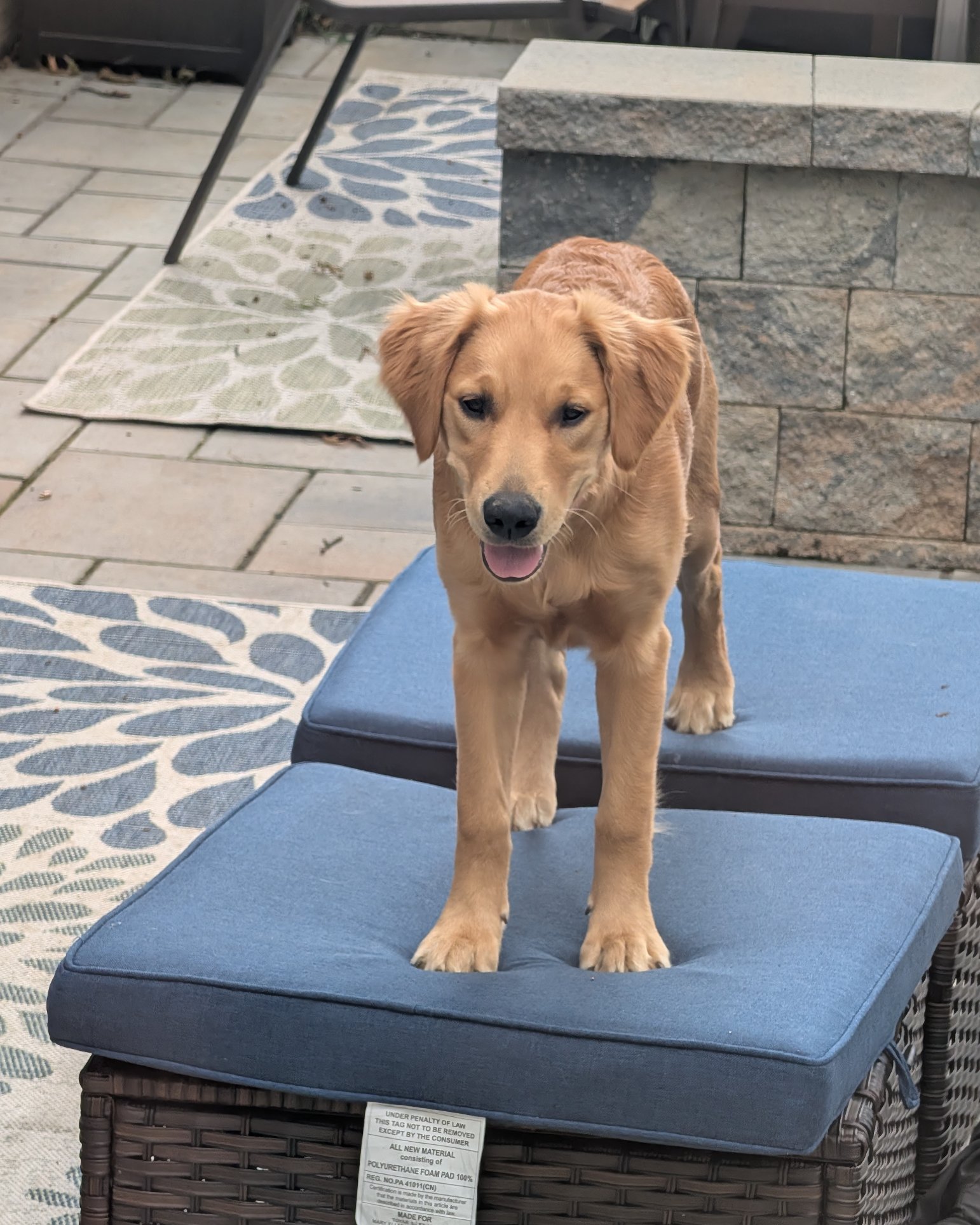 Ember the Golden retriever. Furniture, Dog