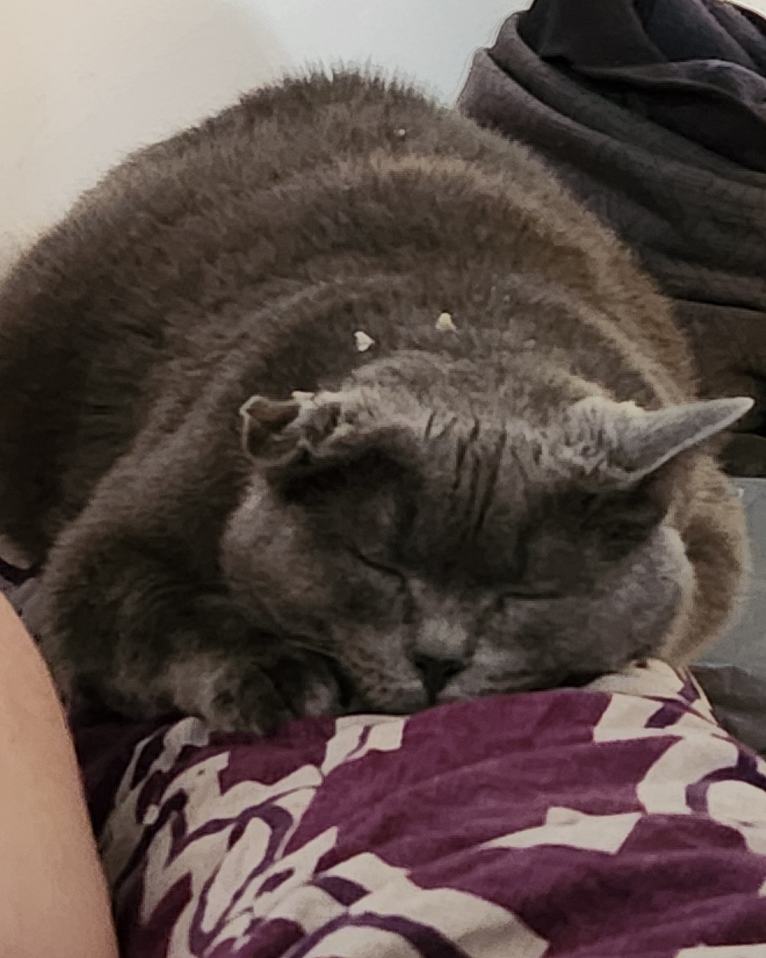 Lilac the SDH. Person, Sleeping, Cat, Couch, Furniture, Blanket