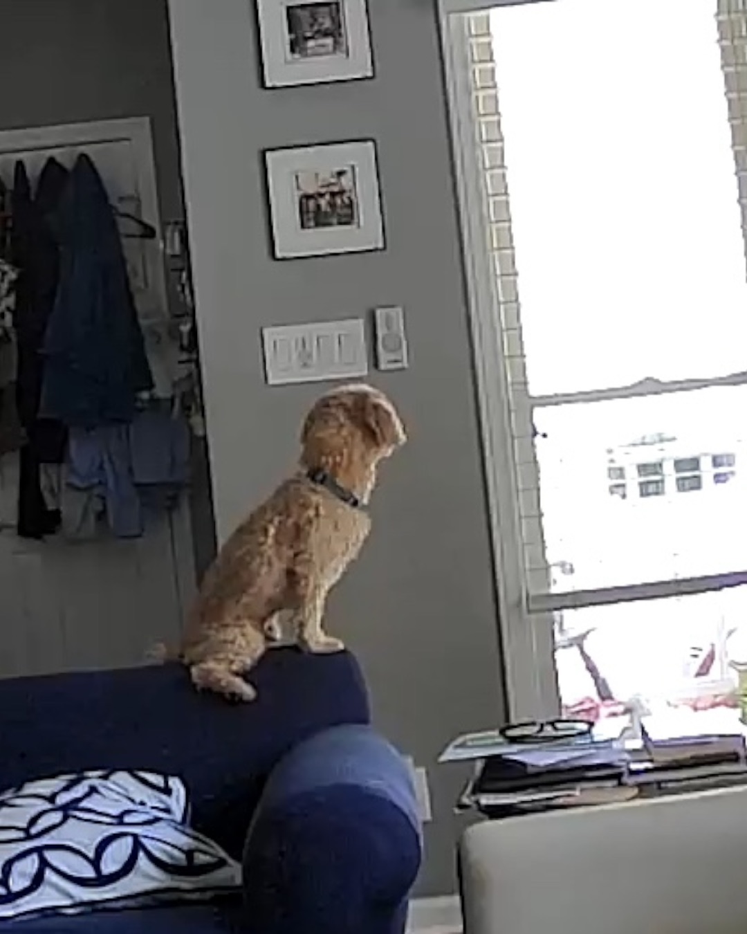 Chewie the Peekapoo