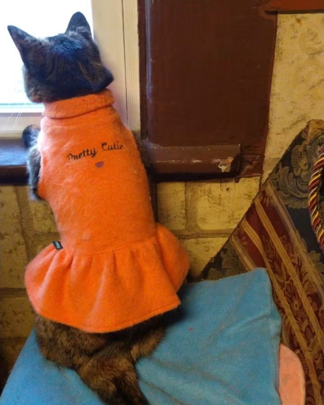 Gizmo. Cat