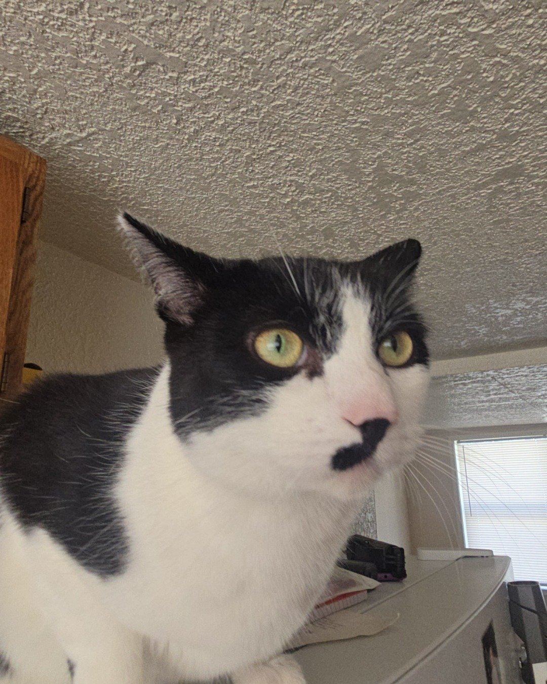 Skeleton the Tuxedo. Cat