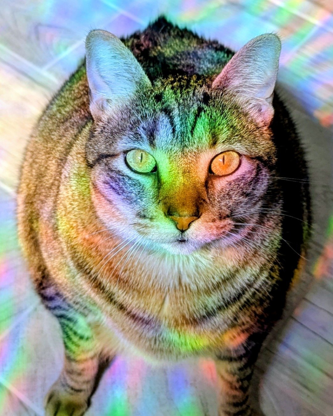 Cheddar Biscuit the Brown Tabby Shorthair. Abyssinian, Cat, Manx