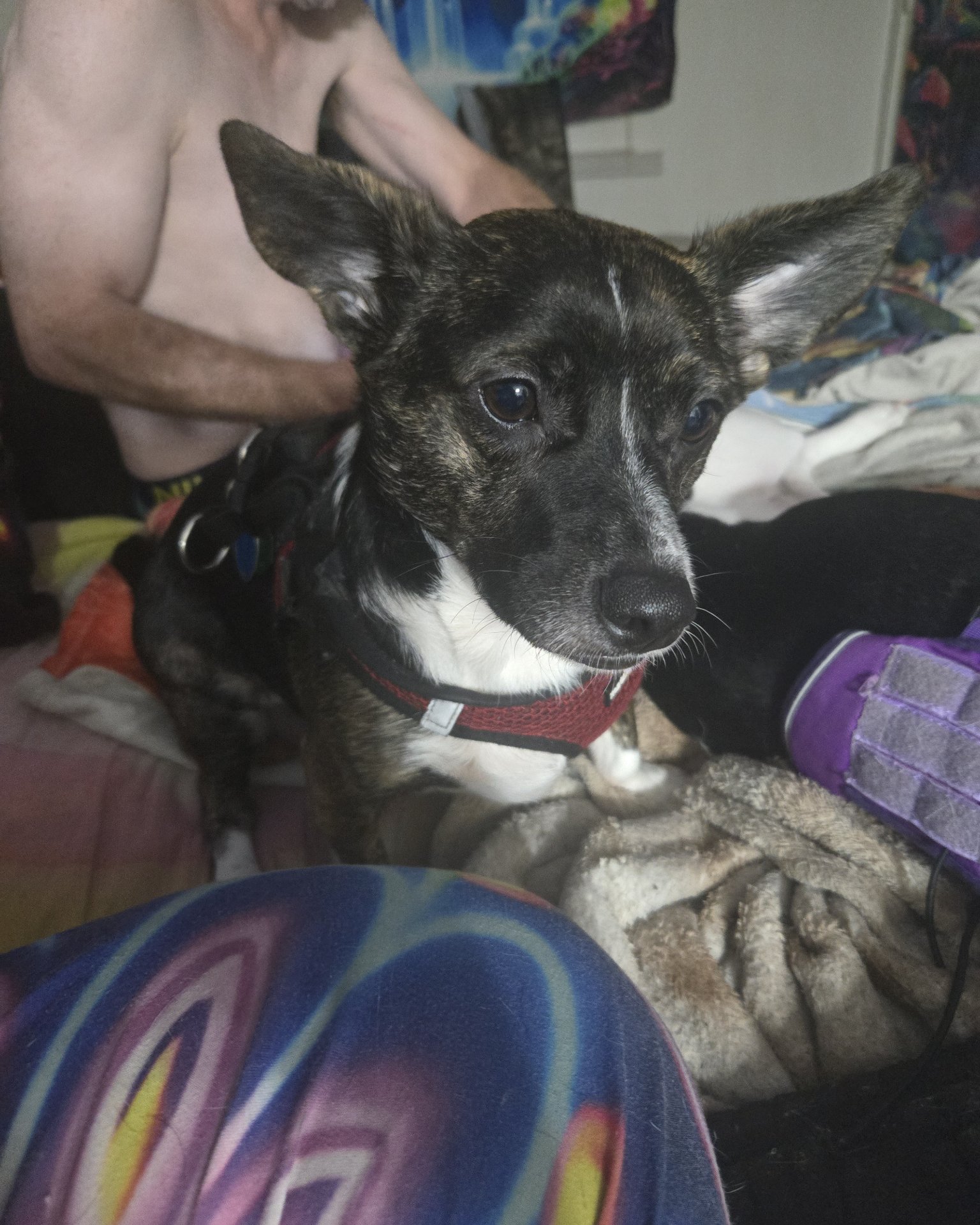 Zipper the chiweenie. Dog, Puppy, Cushion, Home Decor, Couch, Furniture