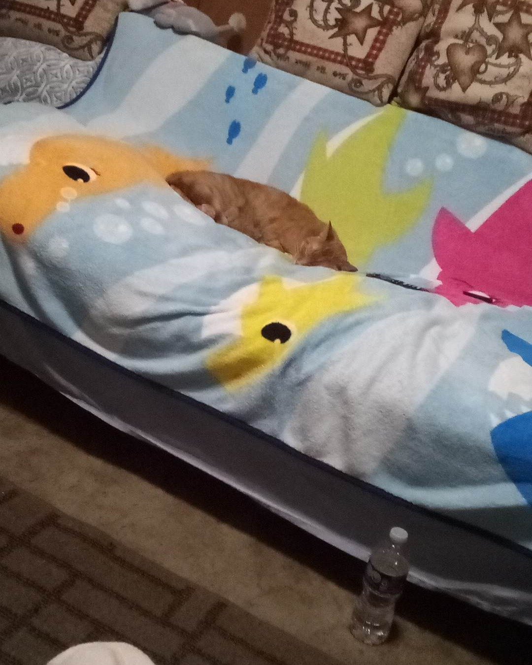 Tiger the tabby. Furniture, Blanket, Bed, Cat, Couch