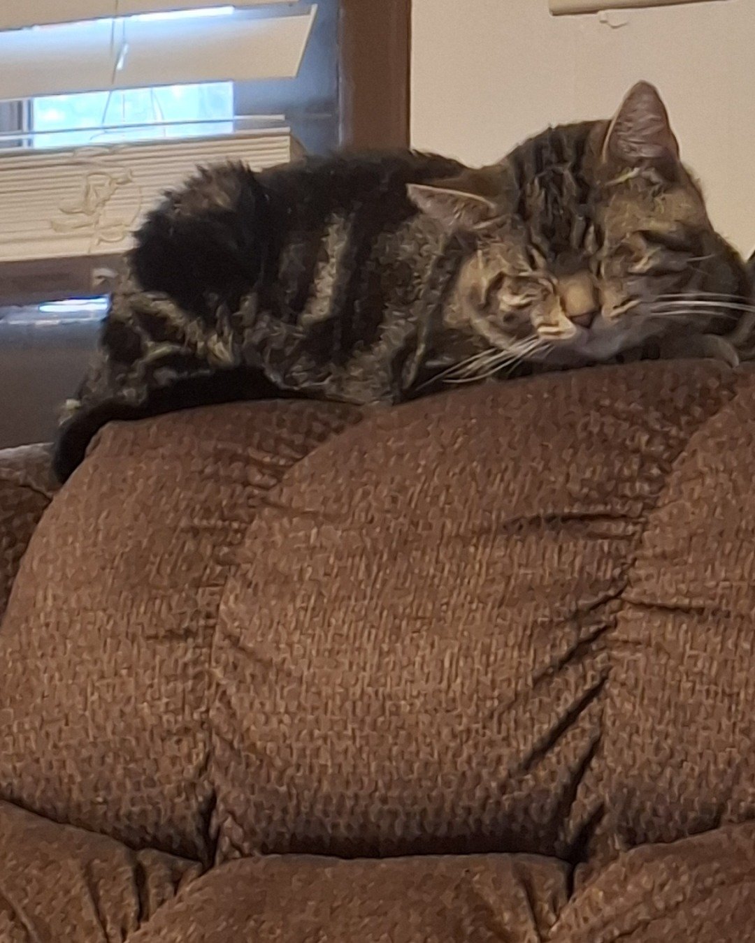 Hermes the taby. Couch, Furniture, Cat, Chair
