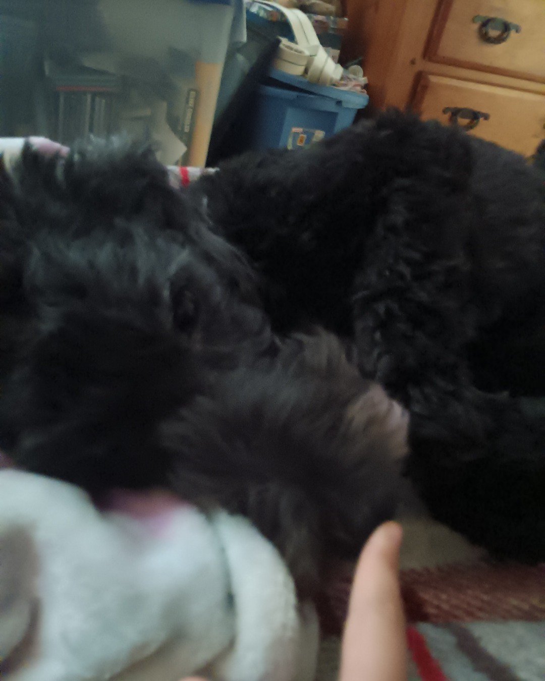 oreo the woodle. Dog, Puppy