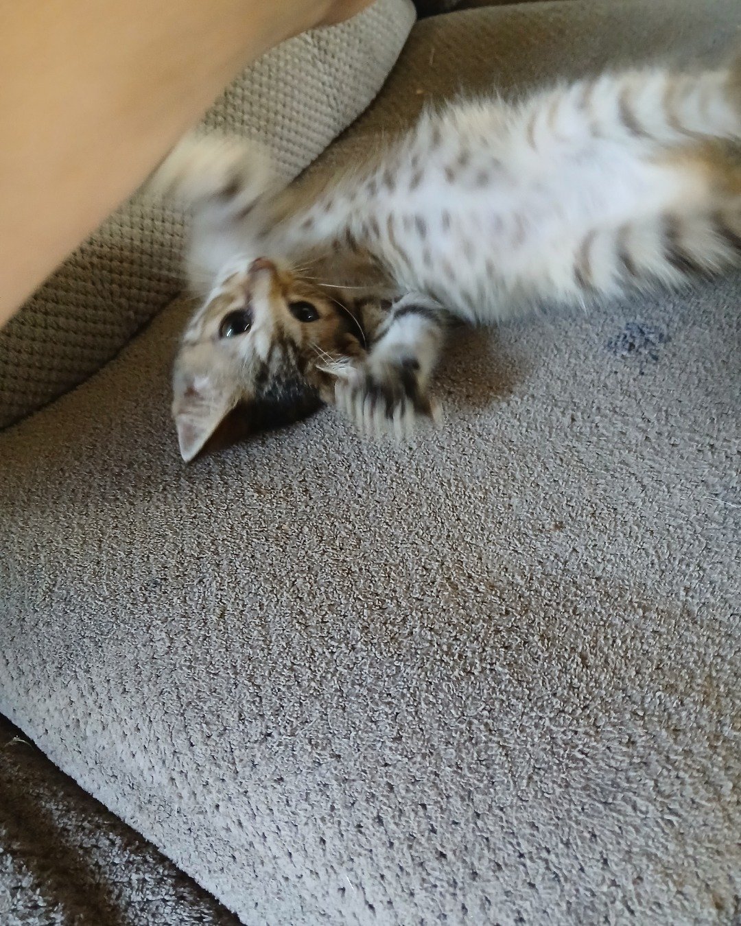 willow the tabby. Cat, Kitten, Home Decor, Rat, Rodent, Couch