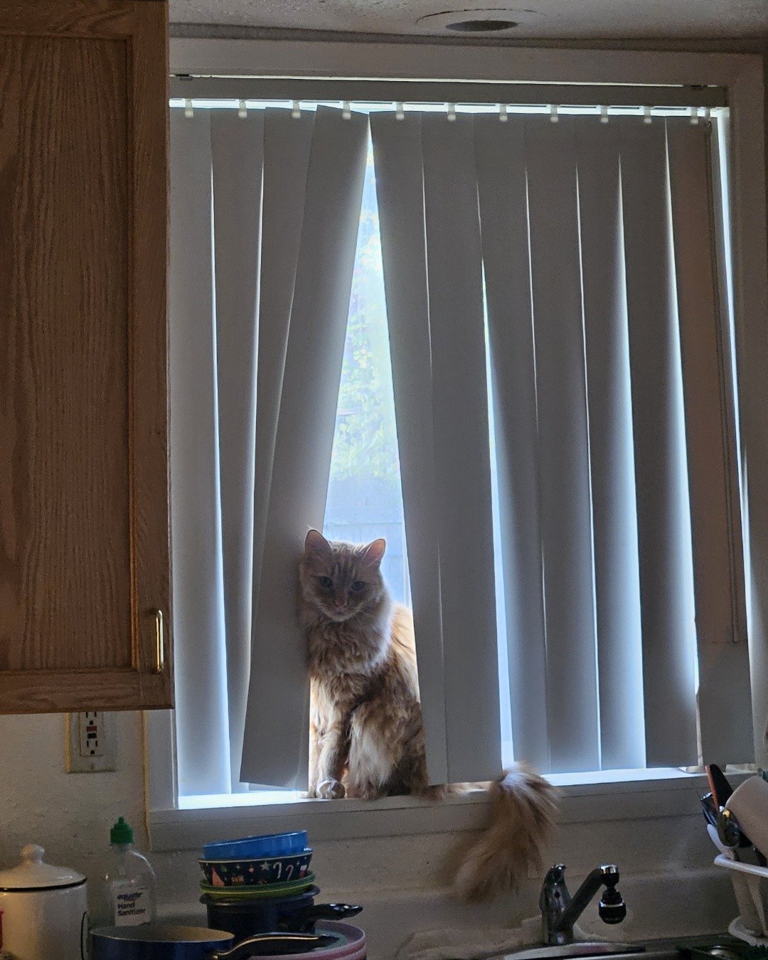 Smudge ( Orange ) And Marshmallow ( White ). Window, Windowsill, Cat, Curtain