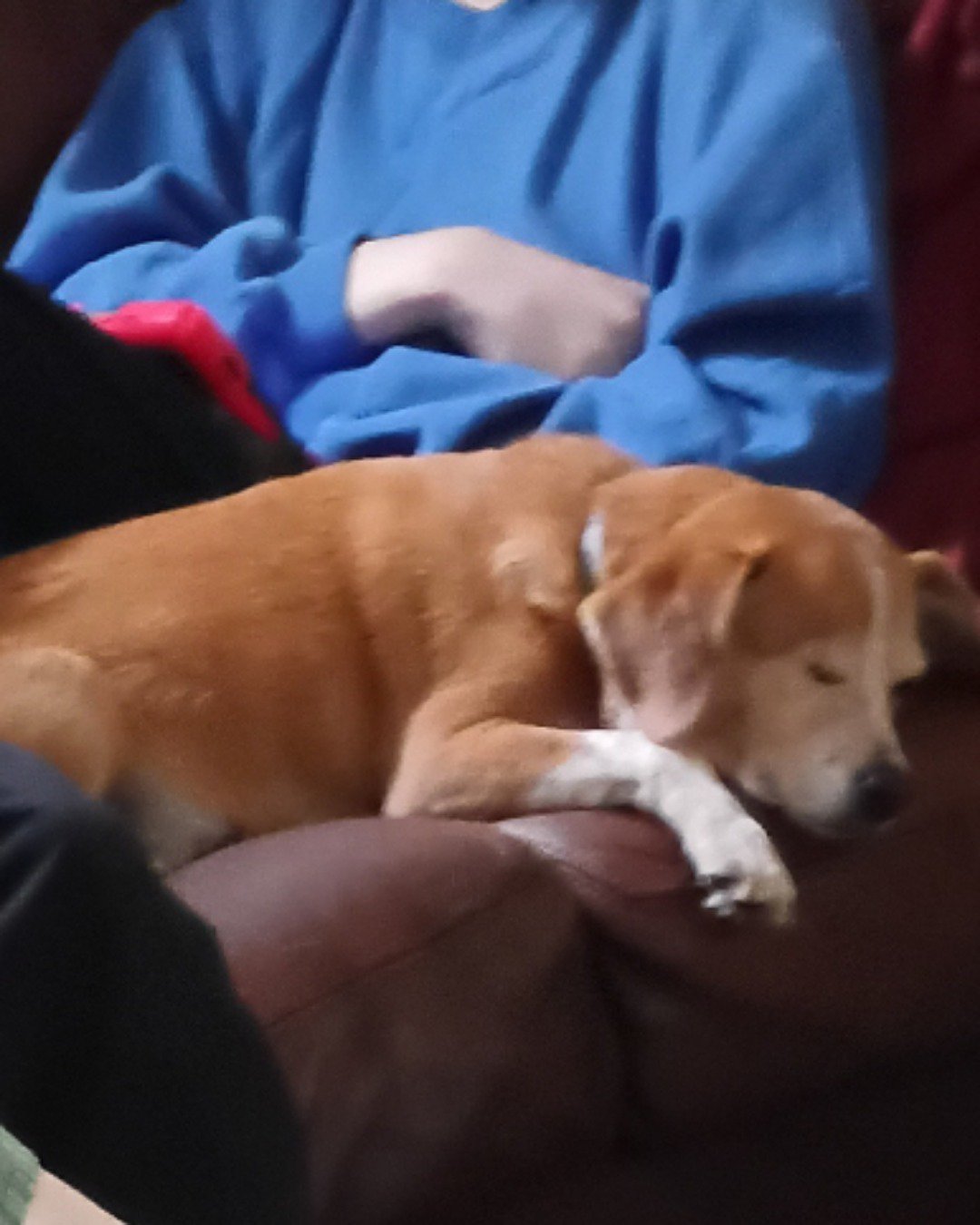 Lucy the beagle Pomeranian and chihuahua. Person, Sleeping, Couch, Furniture, Dog, Hound