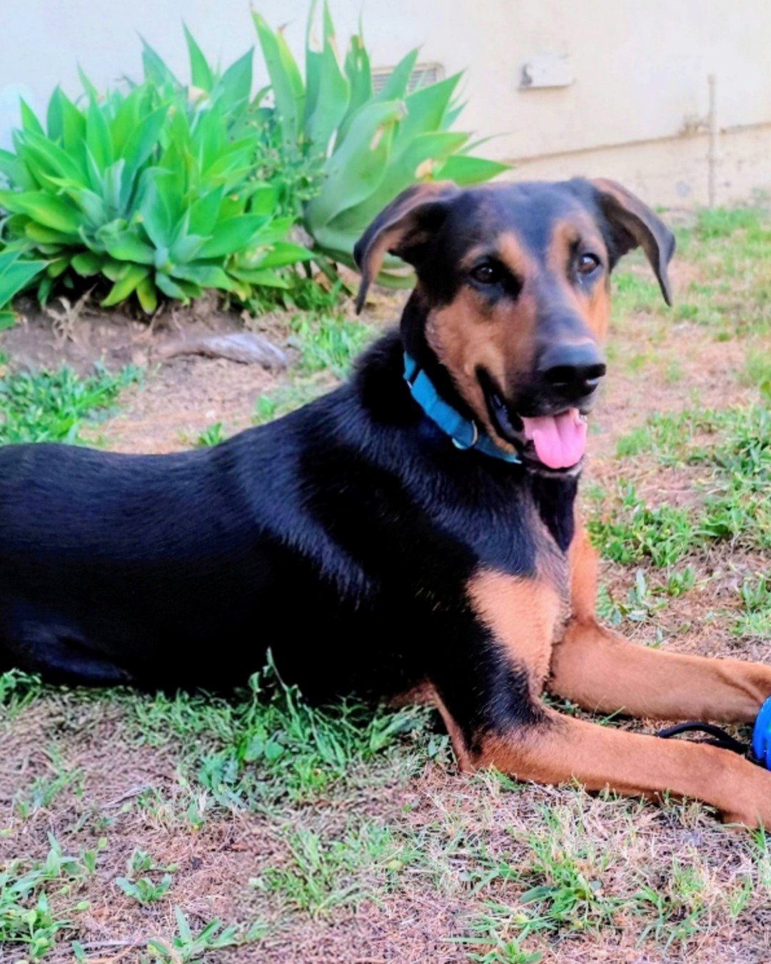 Hudson the Beauceron. Grass, Plant, Potted Plant, Dog, Hound, Nature