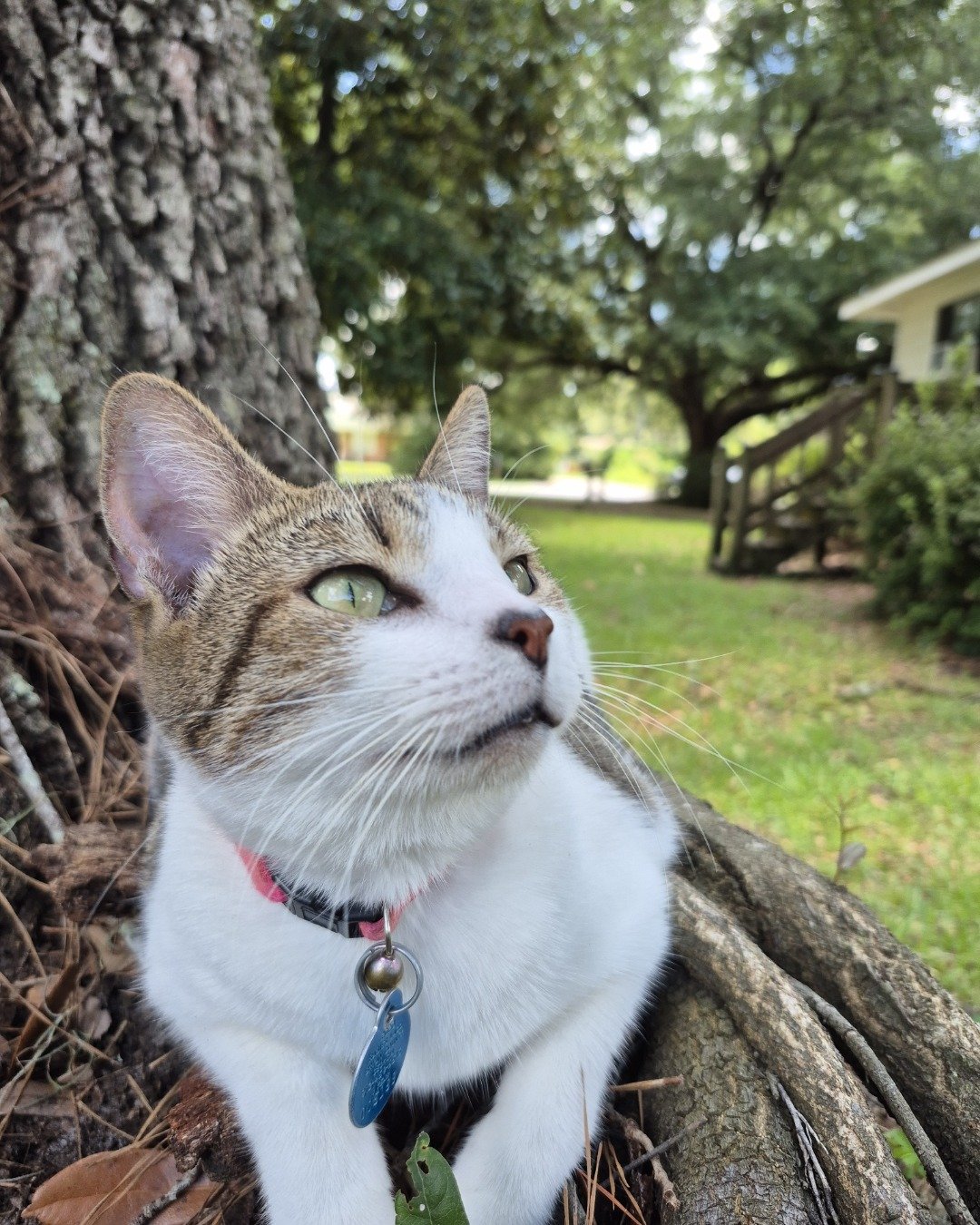 Peanut the Domestic Short Hair. Plant, Vegetation, Grass, Tree, Grove, Land