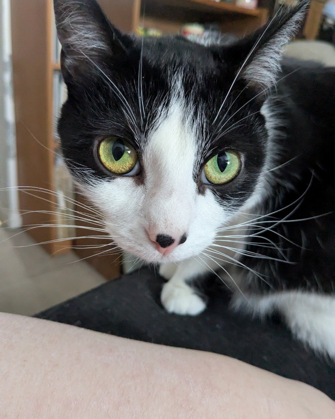 Igashu the Tuxedo. Cat, Manx, Kitten