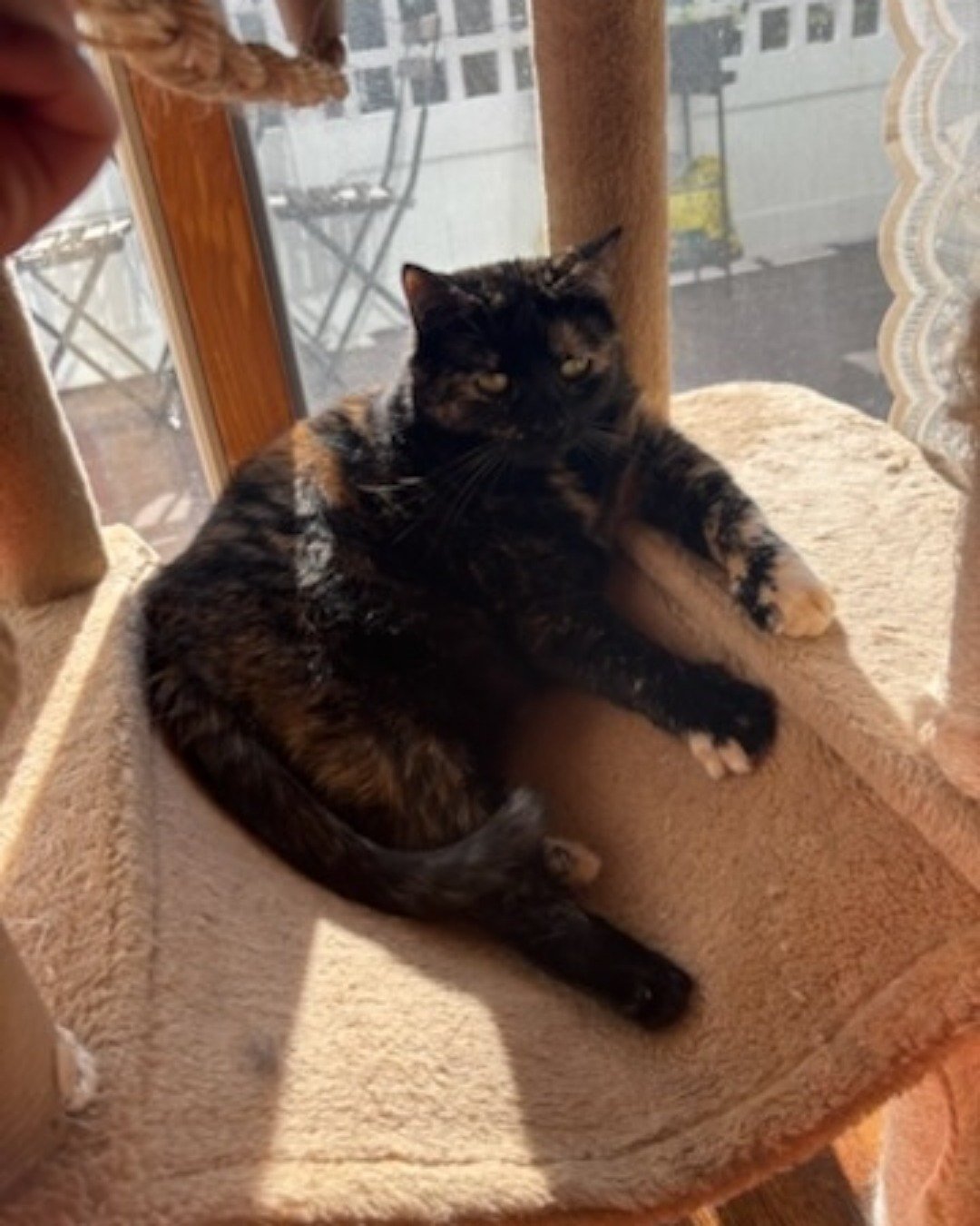 Candy (a.k.a. Angie) the American Shorthair. Cat, Kitten