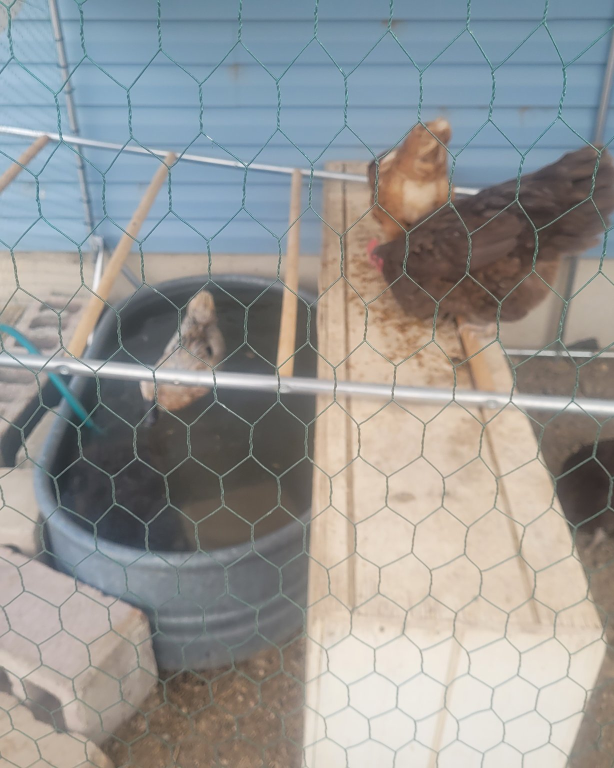 Della the duck. Bird, Chicken, Fowl, Hen, Poultry, Dog