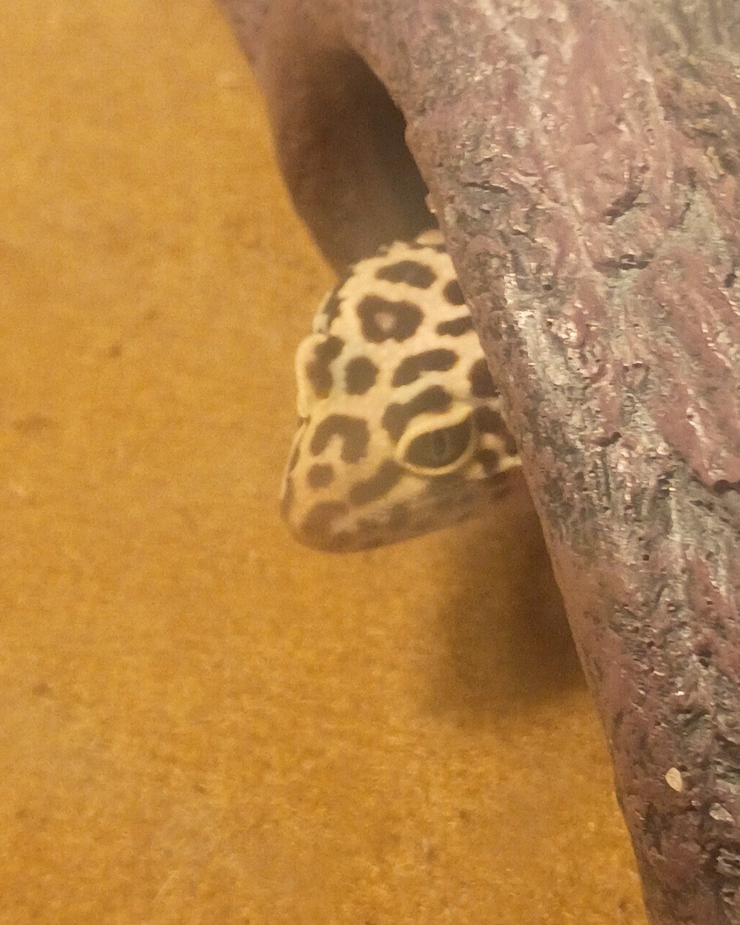 baby the leopard gecko. Gecko, Lizard, Reptile
