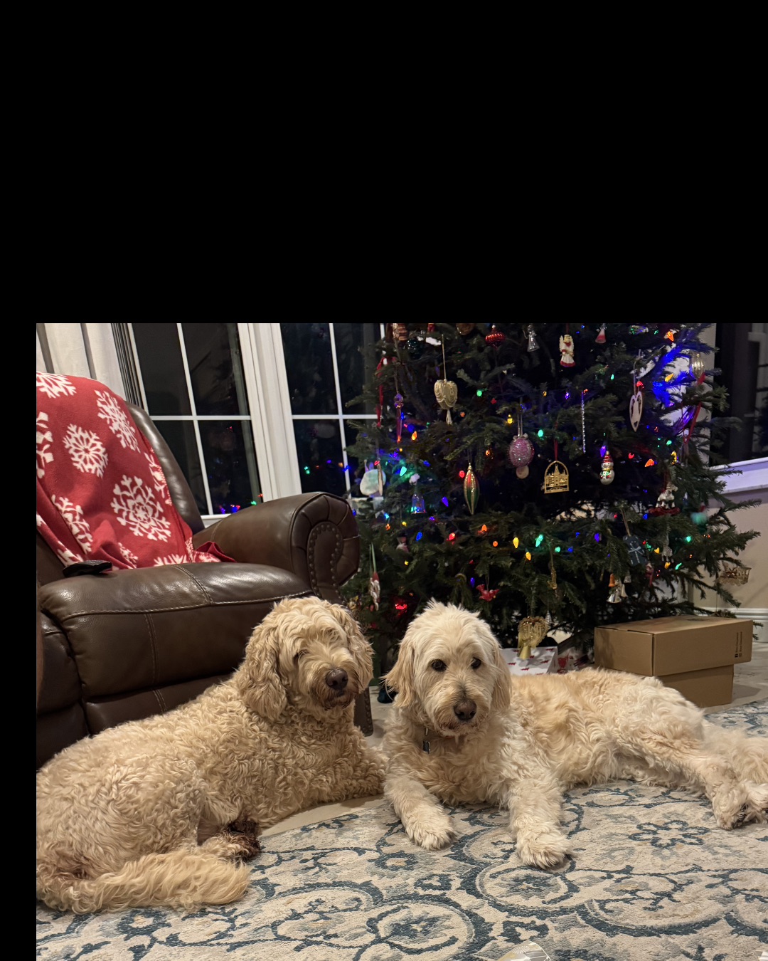 Bria the Goldendoodle