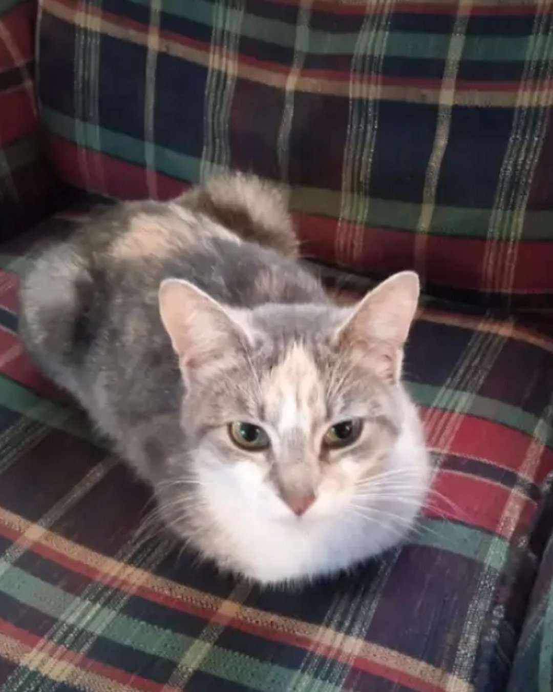 Tinkerbell the muted calico. Cat, Kitten