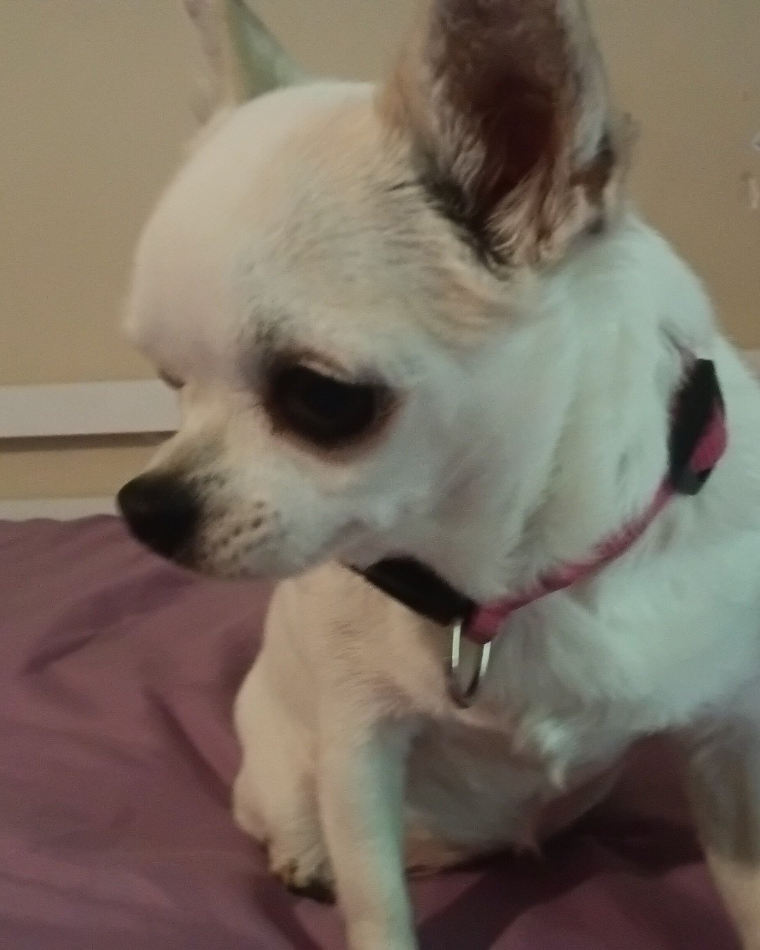 peanut and muffin. Chihuahua, Dog