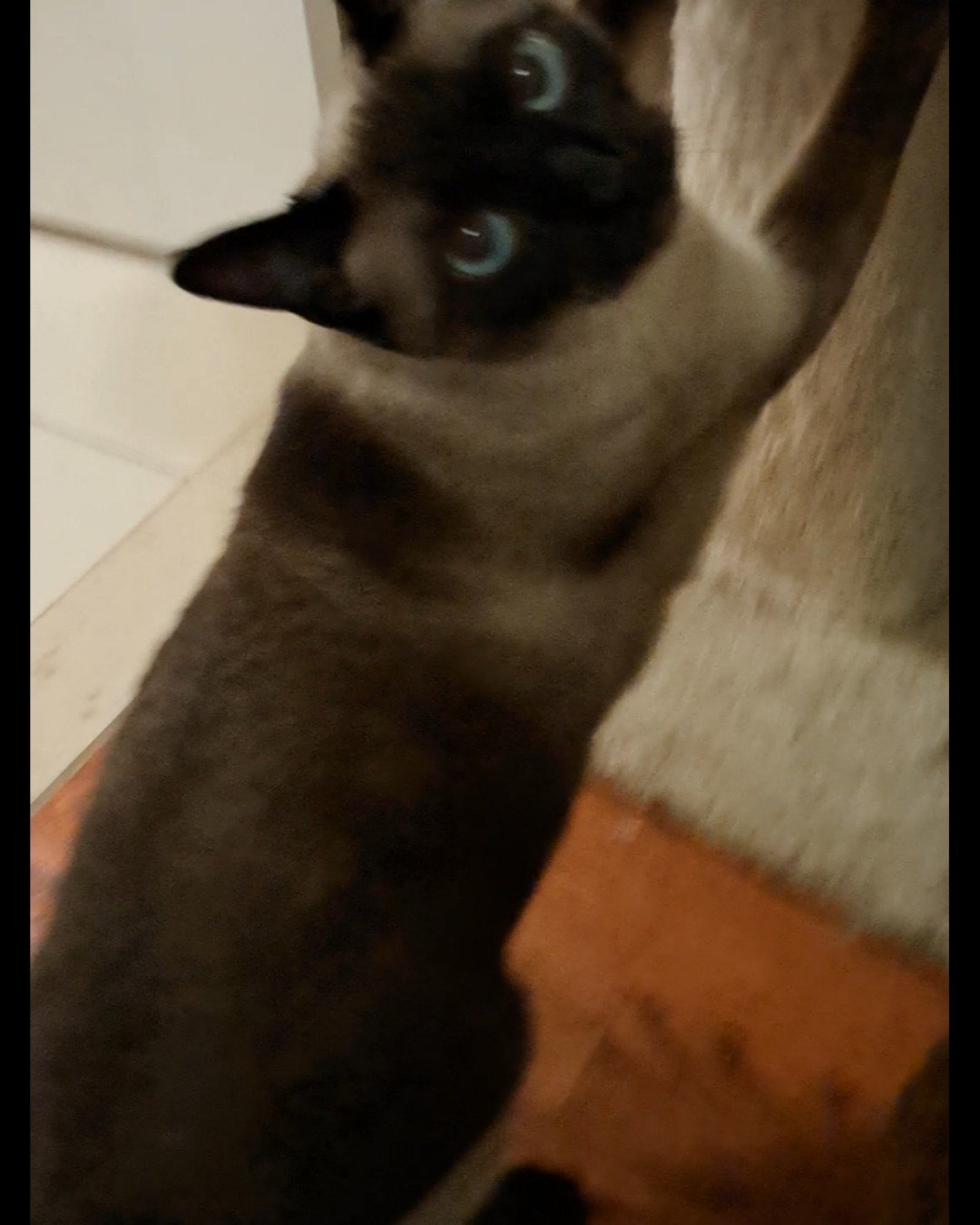 Luna🌙💫 (twin of Stella) the Siamese. Cat, Siamese