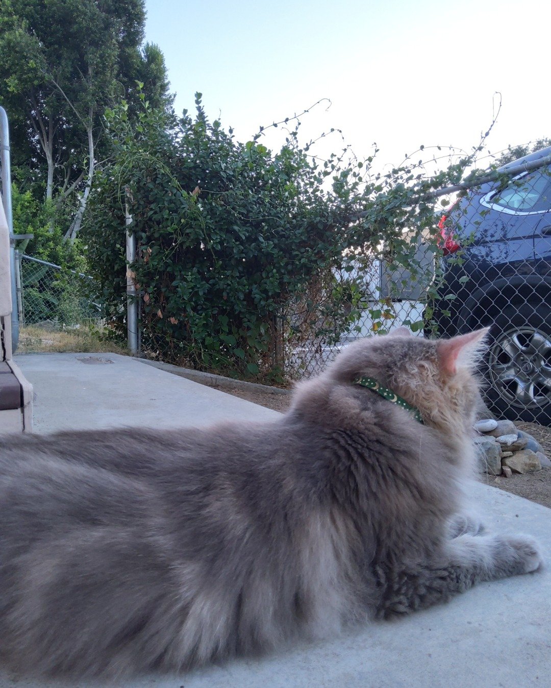 Logan the Long Haired Tabby. Machine, Spoke, Alloy Wheel, Car, Car Wheel, Tire