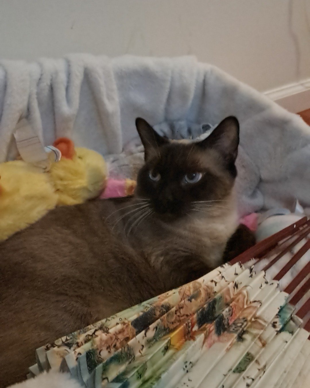 stub tail Stella🙃😎 (twin of Luna) the Siamese. Furniture, Cat, Siamese