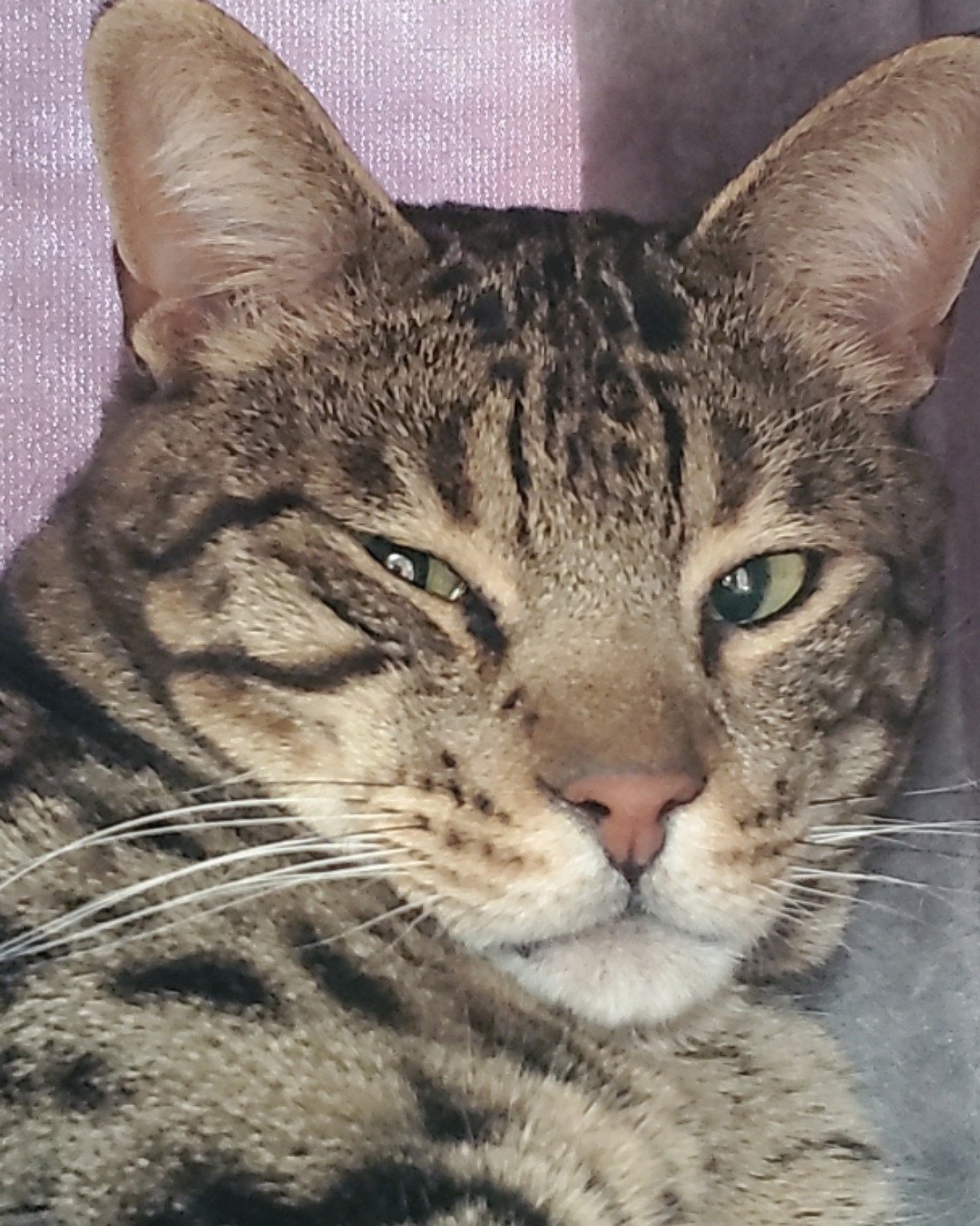 Thor ⚡️💪🏽 the Savannah Cat. Abyssinian, Cat
