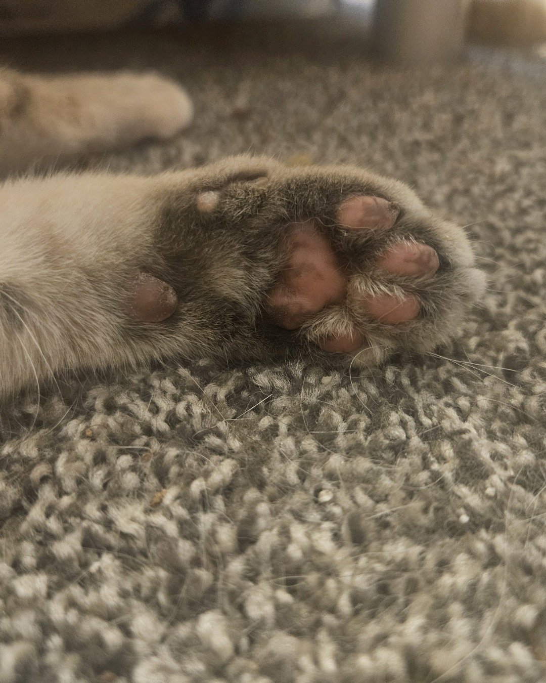 Opal the muted tortie. Electronics, Hardware, Rat, Rodent, Claw, Hook