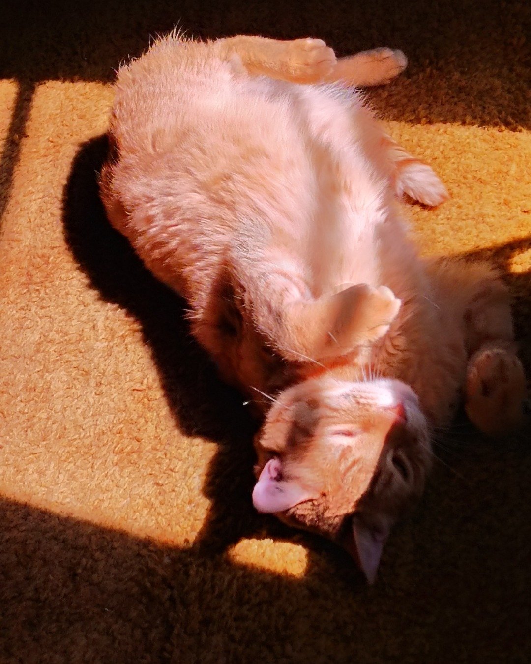 Harry the Ginger. Person, Sleeping, Cat, Home Decor, Kitten