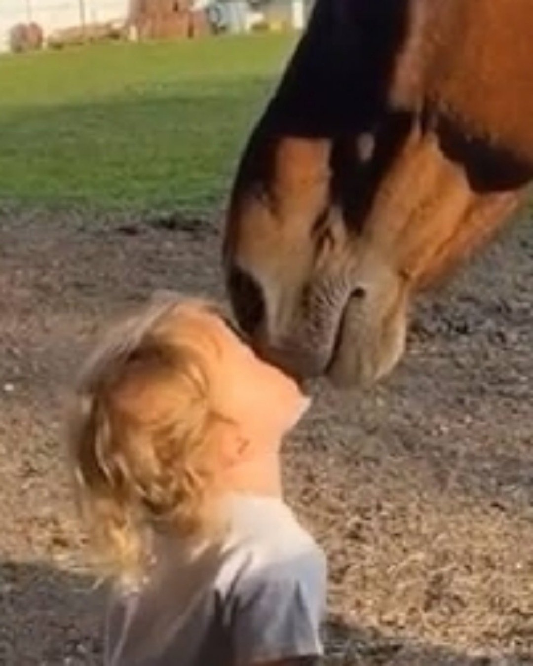 Horsies. Person, Grass, Plant, Colt Horse, Horse, Dog