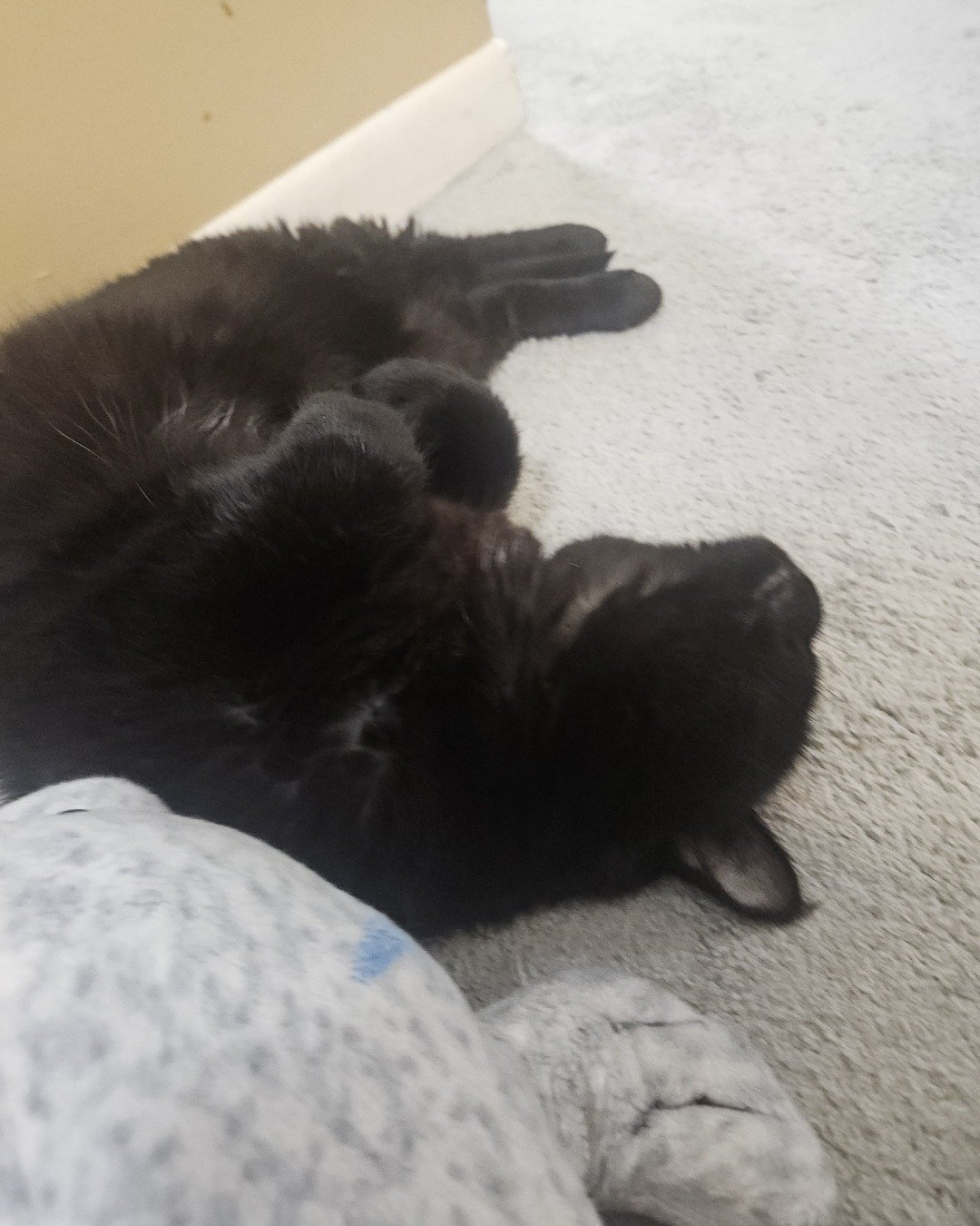 Wander the a pain. Person, Sleeping, Cat, Indoors, Interior Design