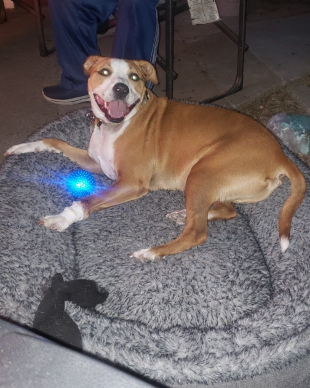 Max. Dog, Hound, Adult, Male, Man, Person