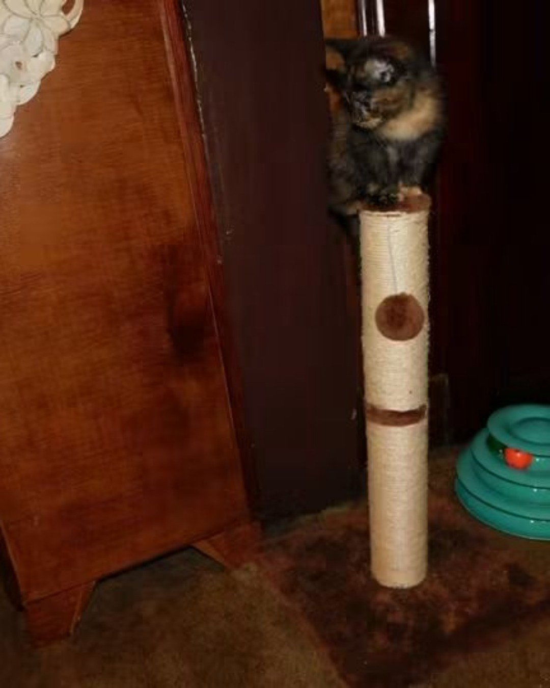 Gizmo. Cat, Wood