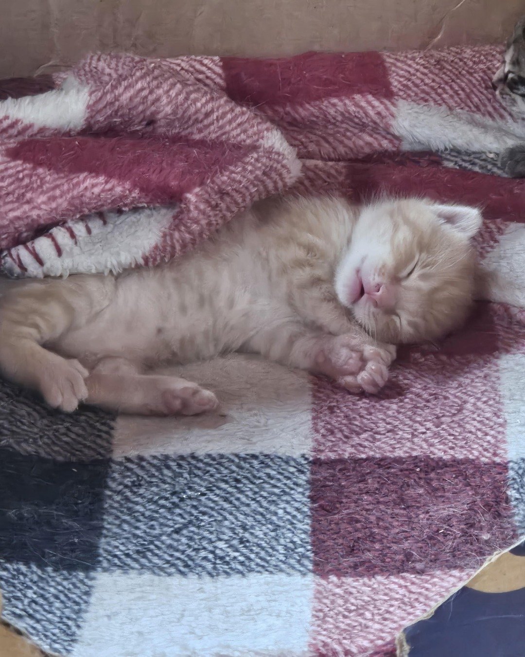 Brucey Jo. Blanket, Quilt, Cat, Kitten, Home Decor