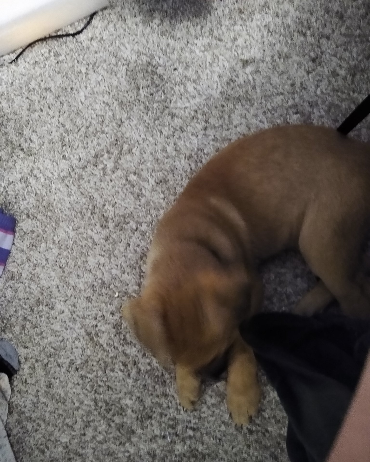 Thor da goober the Bull massif German shepherd mix. Dog, Puppy