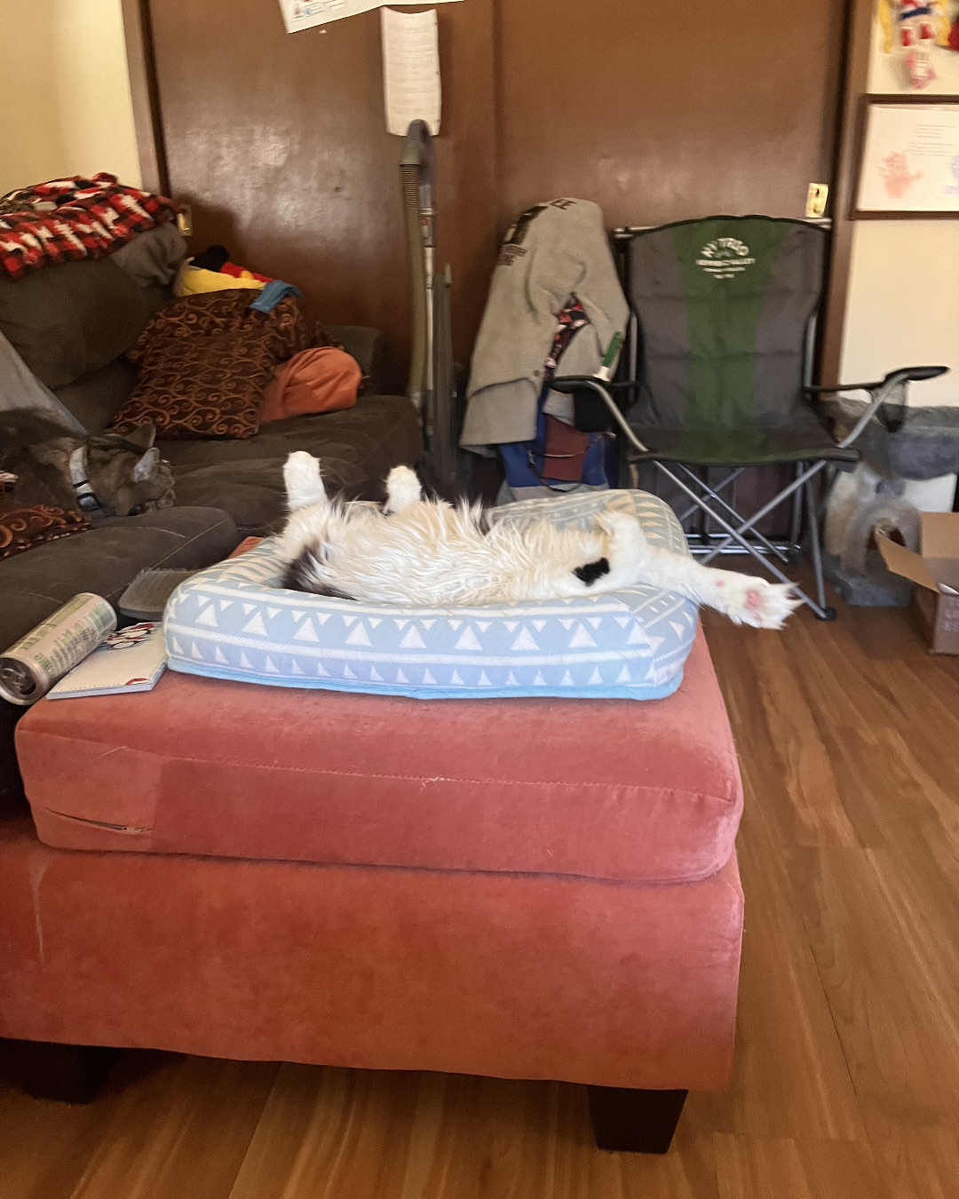 Fizz. Couch, Furniture, Box, Chair, Wood, Indoors