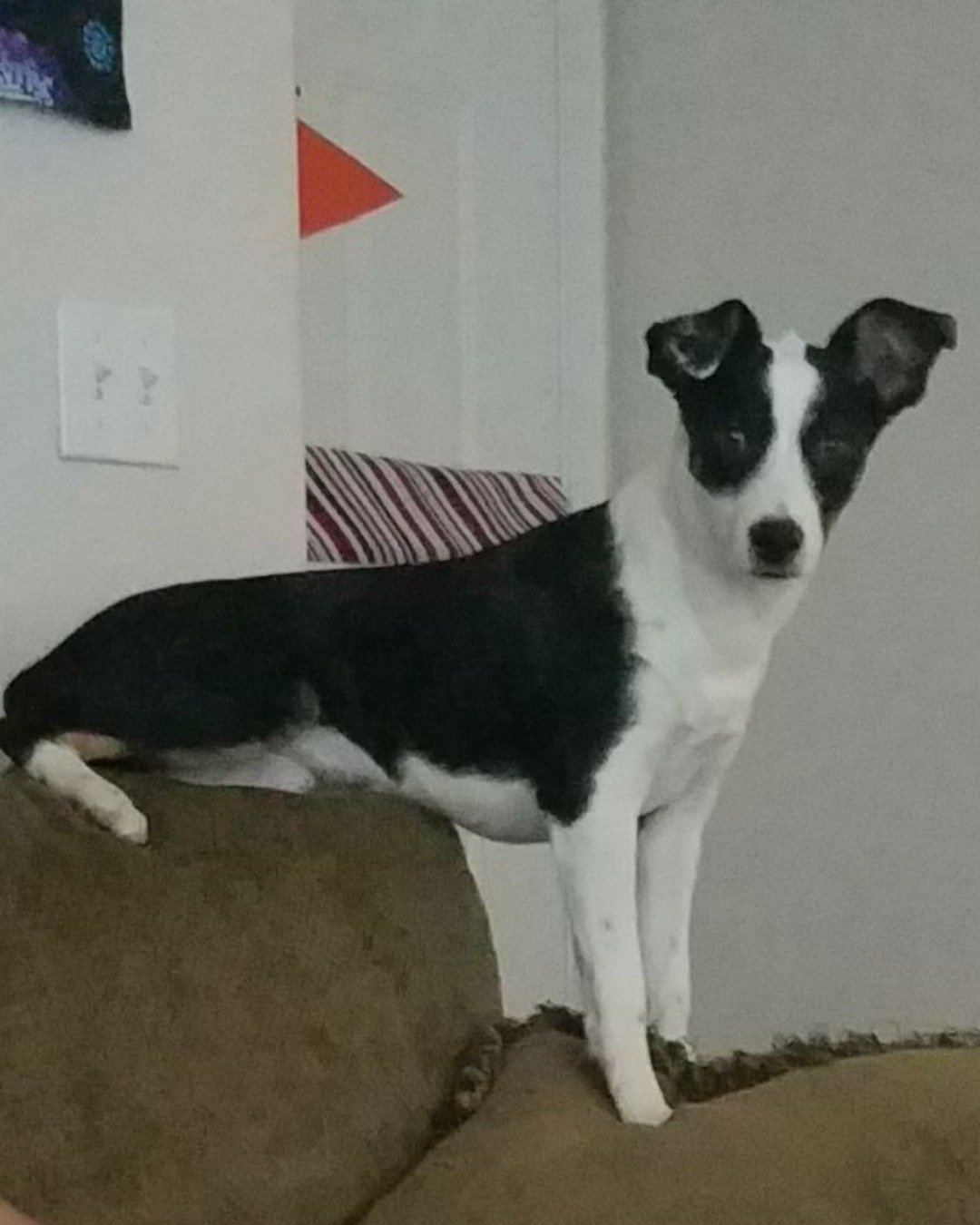 Midi the Aussie/ Blue Heeler. Couch, Furniture, Dog