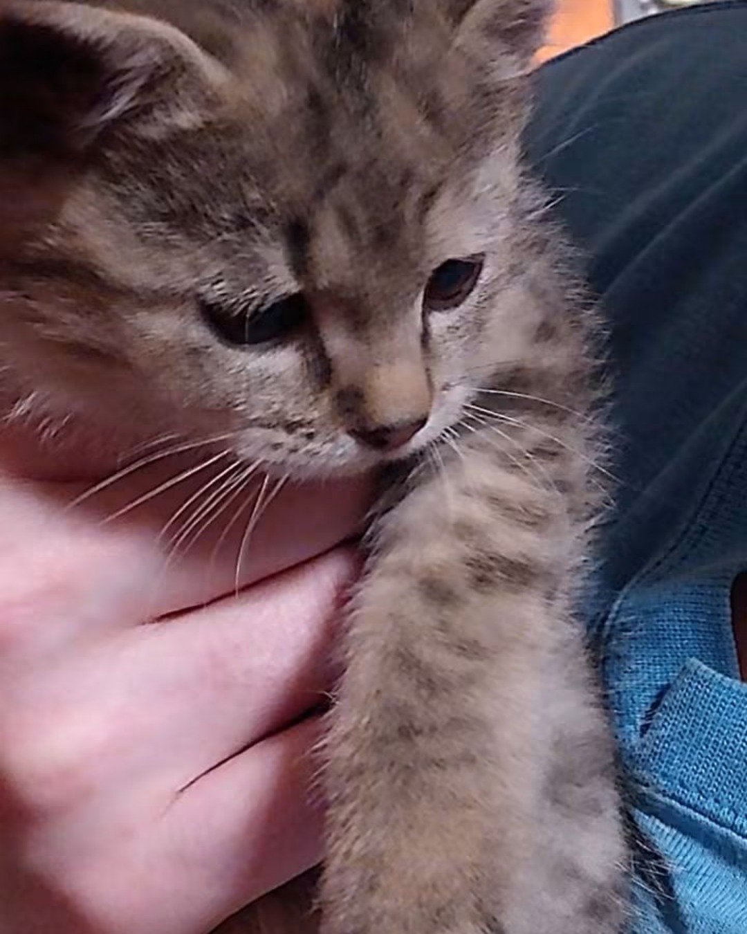 warrior. Cat, Kitten