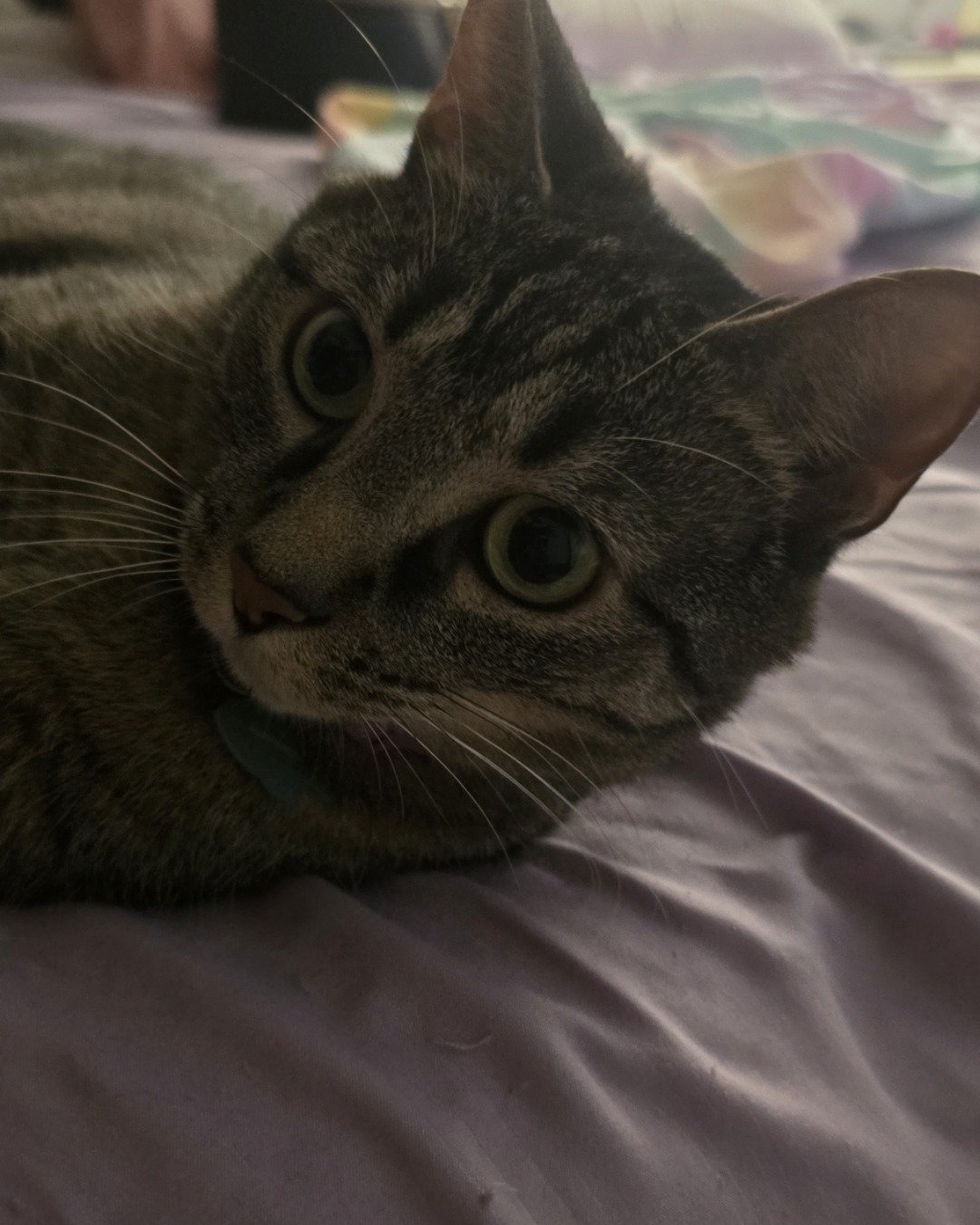 Eris the grey tabby. Cat, Abyssinian