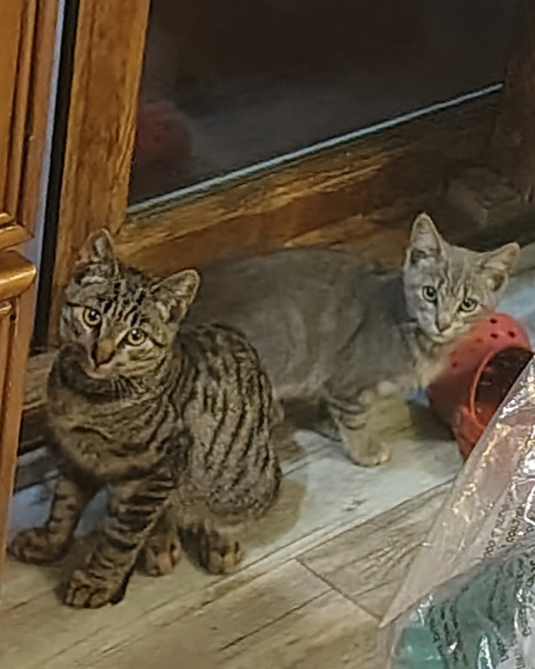 The brothers {Zeus peanut Oreo and sometimes there sister an the domestic short-haired. Cat, Kitten